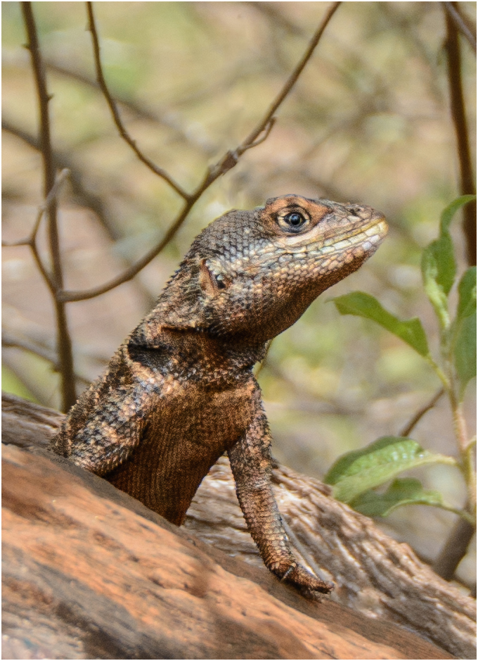 De Moraes Penha Happy Lizard Nature  Zoological   Class B 20260225